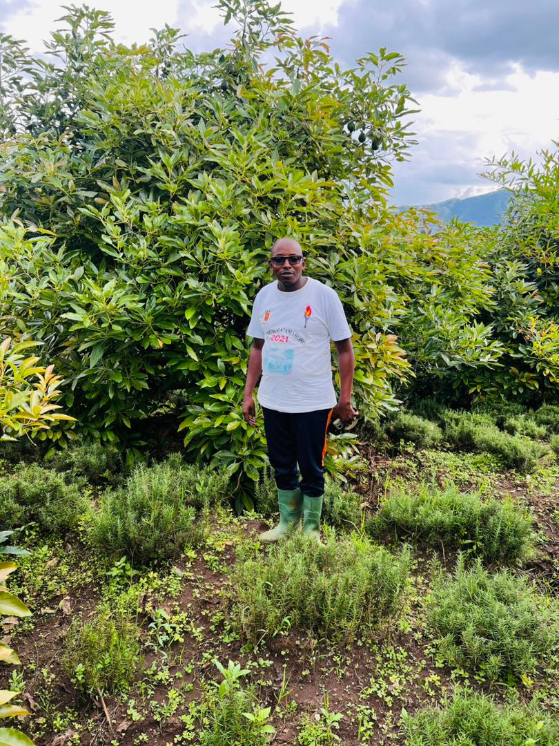Introducing the Green Gold Burundi Company’s latest venture: New Avocado Plantations