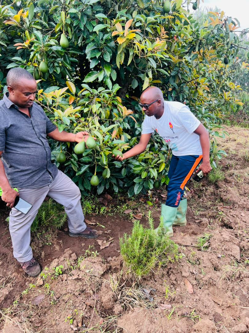 Exquisite Avocados: A Culinary Delight to Savor and Enjoy