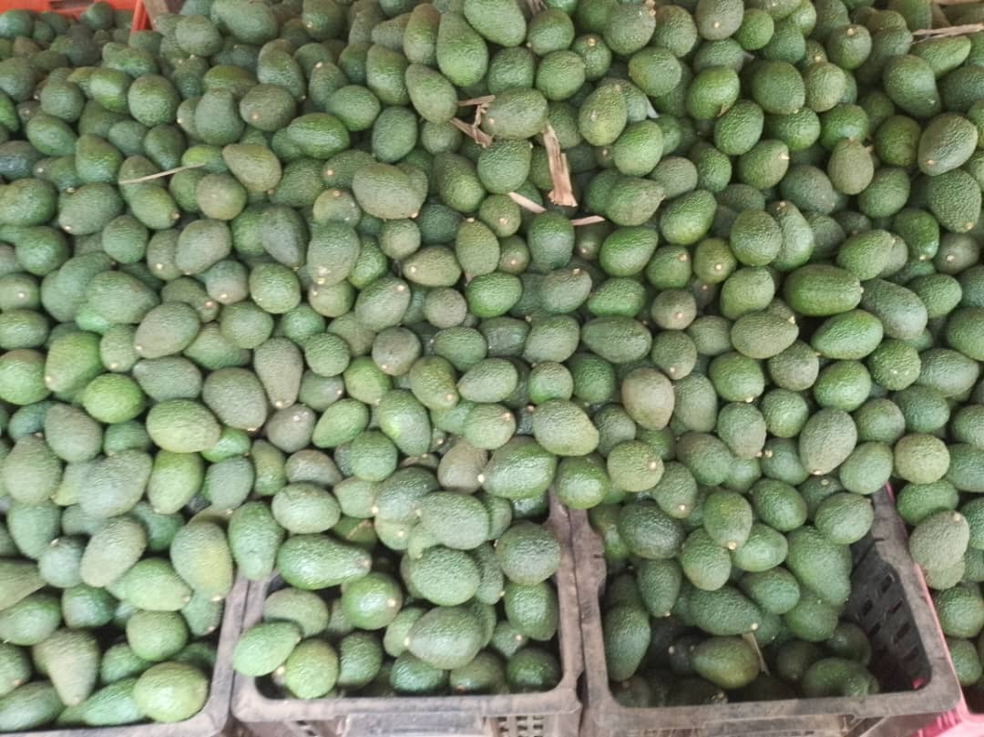 Our freshly harvested Avocados