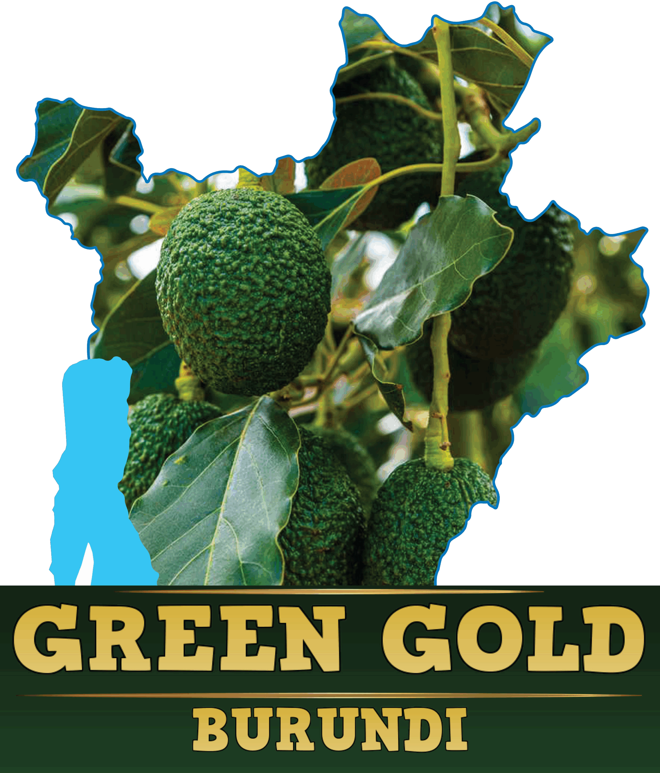 PROTECTING THE FUTURE OF BURUNDI’S AVOCADO SECTOR: A CALL FOR RESPONSIBLE HARVESTING