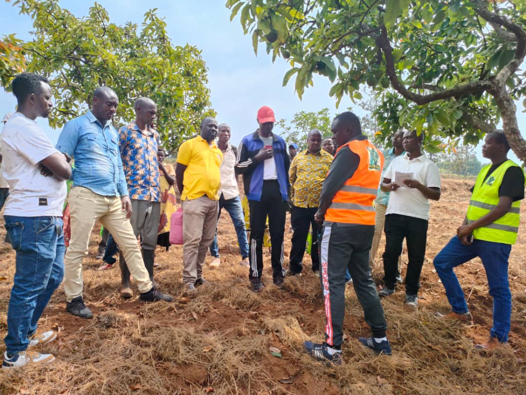 GREEN GOLD BURUNDI EXPANDS AVOCADO FARMING ACTIVITIES IN GITEGA PROVINCE
