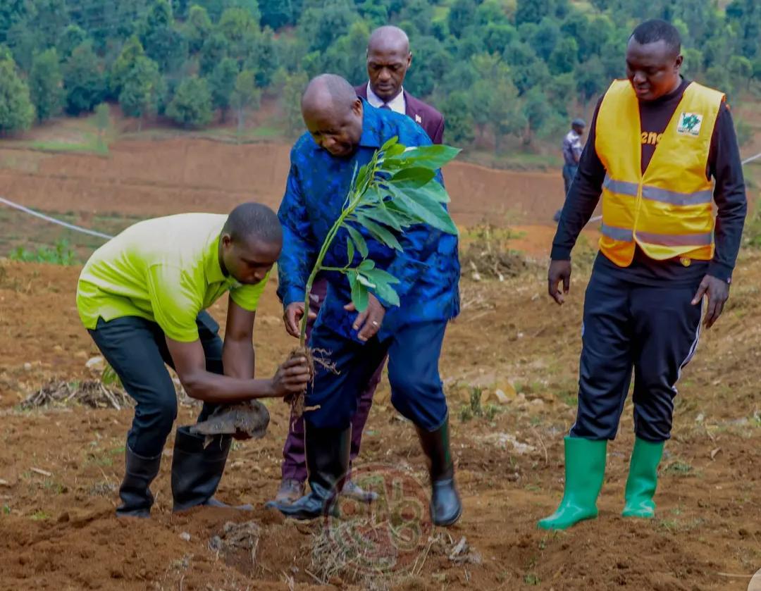 THE HEAD OF STATE HONORS GREEN GOLD BURUNDI AT THE LAUNCH OF THE NATIONAL AVOCADO PLANTING SEASON