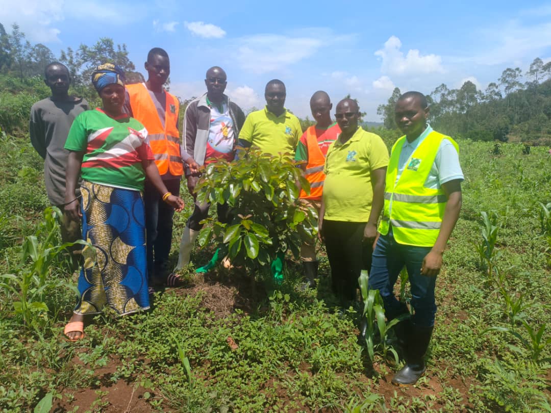 GREEN GOLD BURUNDI LAUNCHES NATIONAL GRAFTING CAMPAIGN FOR HASS AND FUERTE AVOCADO VARIETIES
