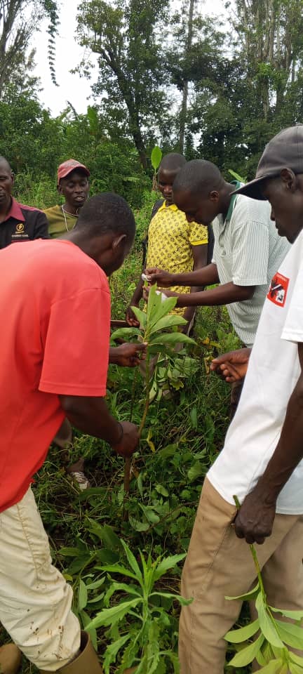 TRAINING OF TRAINERS ON AVOCADO GRAFTING